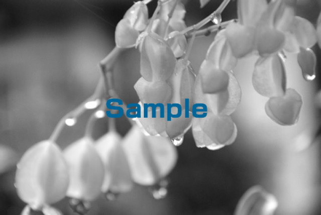 NO-MARK2026-update2の写真